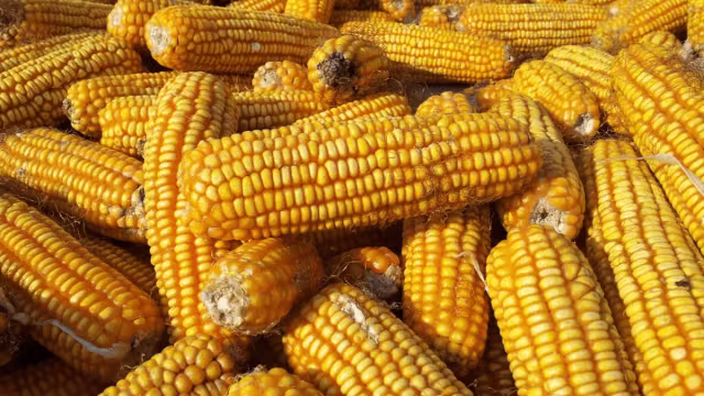 Close-up of Bazuk corn cobs