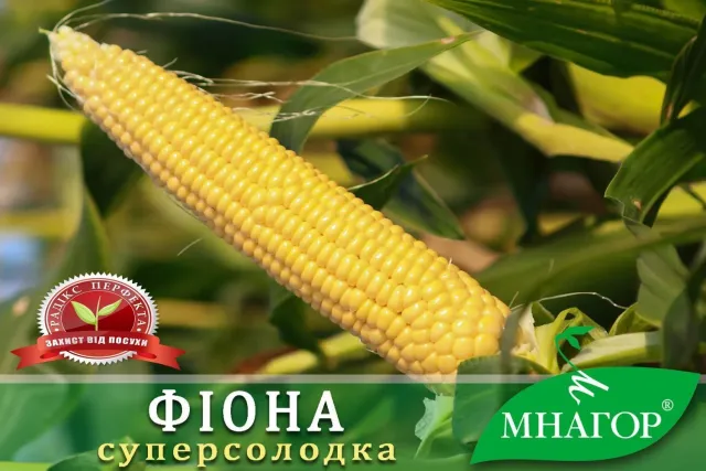 Желтая кукуруза Фіона на фоне листьев - Филу