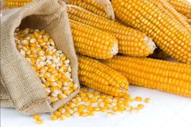 Corn cobs and kernels on a white background - HF 0860