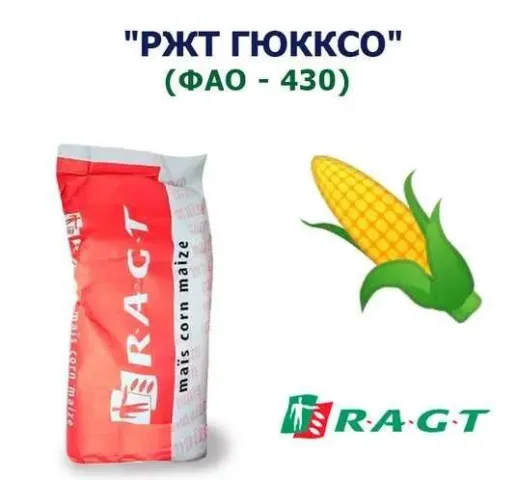 Мешок семян кукурузы РЖТ ГЮККСО (ФАО - 430) с изображением початка