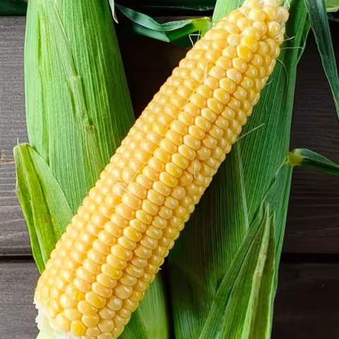 Ripe corn cob variety SAGSI in green leaves