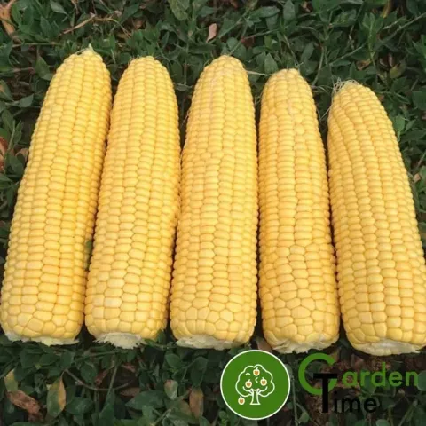 Six yellow corn cobs on green foliage - Tifenn