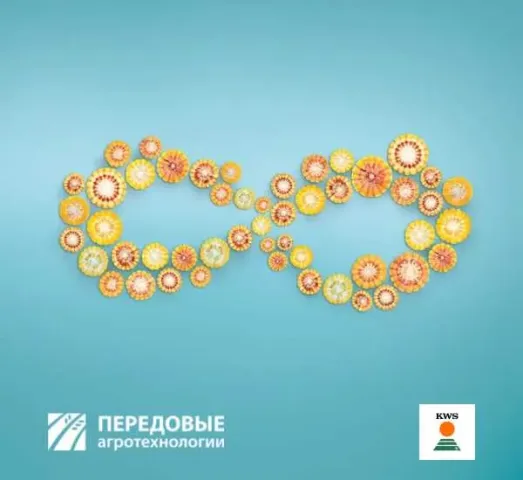 Срезы початков кукурузы ТК 195 в форме знака бесконечности