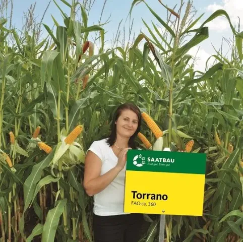 Женщина стоит в поле кукурузы с табличкой Torrano от Syngenta. - Торрано