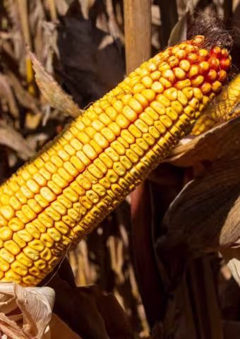 Ripe corn cob of the Volraks variety on the stalk in the field