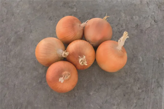 Group of whole onions on a gray background - CARTIER