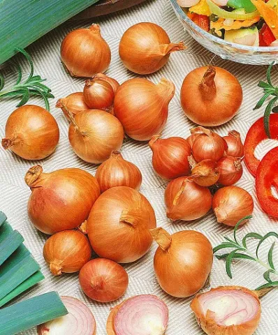 Fresh whole and sliced onion bulbs on a light background with herbs - SOFOKL