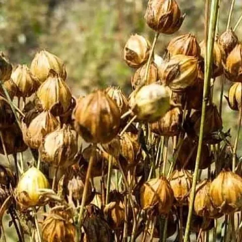 Ripened flax seed bolls of the 'Bliss' variety on stalks