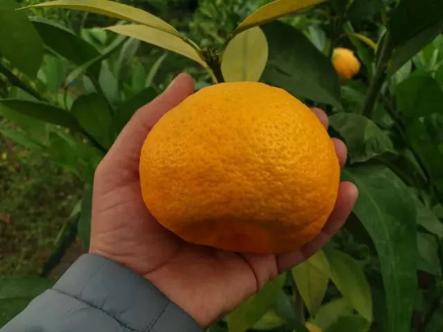 МИЛЛЕНИУМ 2