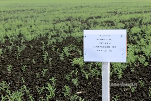 Знак з написом ВІР 68 на фоні поля нуту