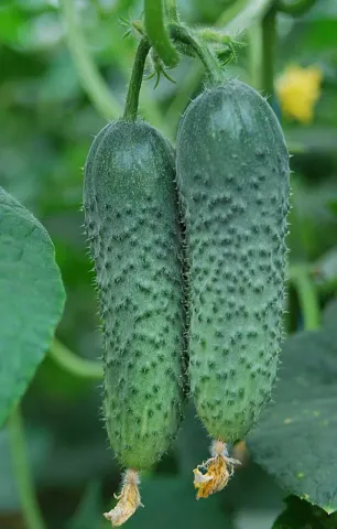 Two cucumbers on stems with leaves in background - AMIR
