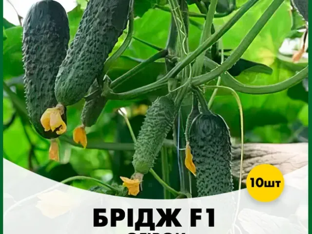 Бридж