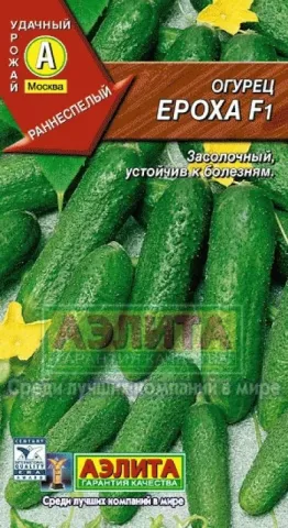 Seed packet of cucumber EROXA F1 with image of green cucumbers
