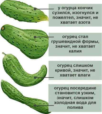 Огурец сужается, изогнулся и пожелтел, значит, не хватает азота - ВЕШНИЕ ВОДЫ
