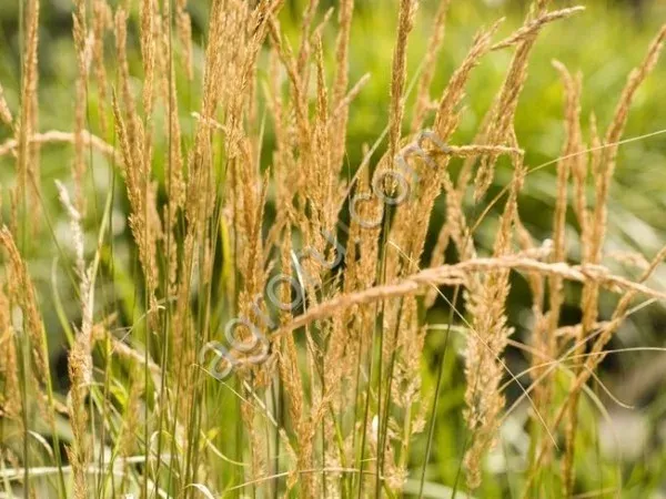 Oats grass against green background - Mystery