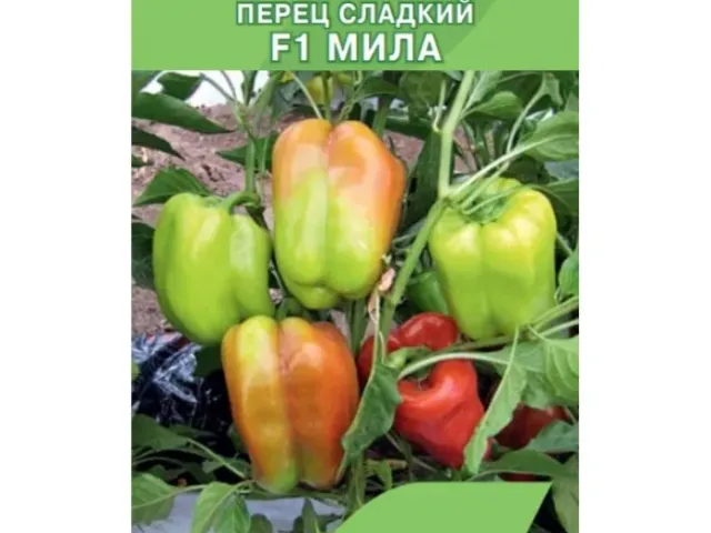 Мила