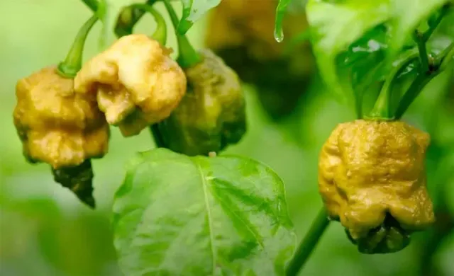 Ripe Spicy King pepper fruits on a branch