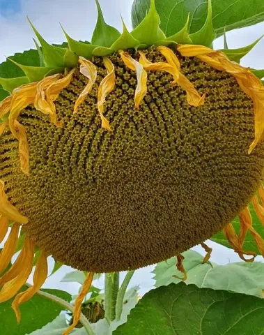 Close-up of a sunflower head, variety Nabir