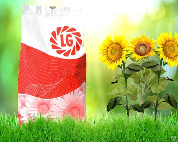Branded seed bag of LG sunflower (P 5 HI 3 M) against a background of blooming sunflowers