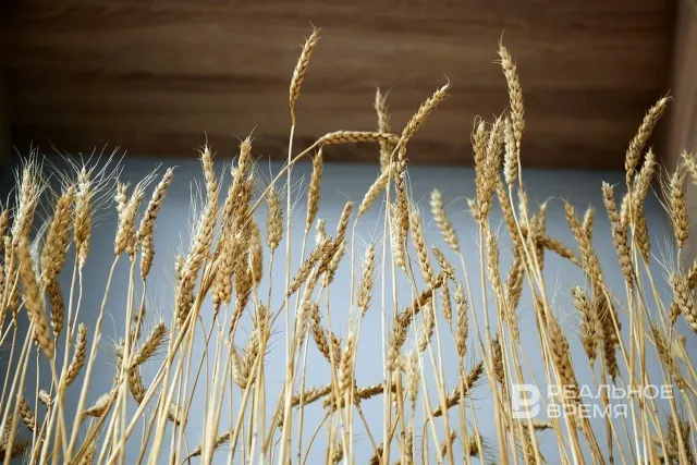 Field of ripe wheat - Duke