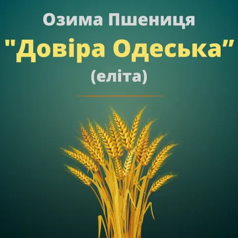 Рекламное изображение семян озимой пшеницы МИП Довира Одесская