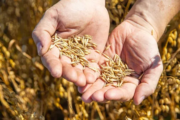 Wheat grains in hands against a field background - Palm
