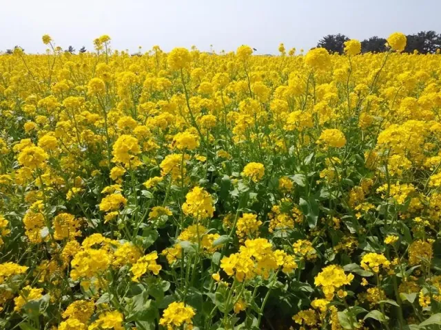 Field of rapeseed with yellow flowers - INV1165