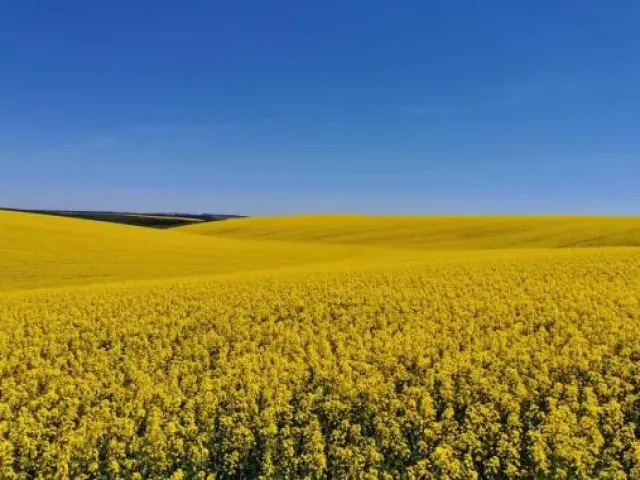 Нізза КЛ