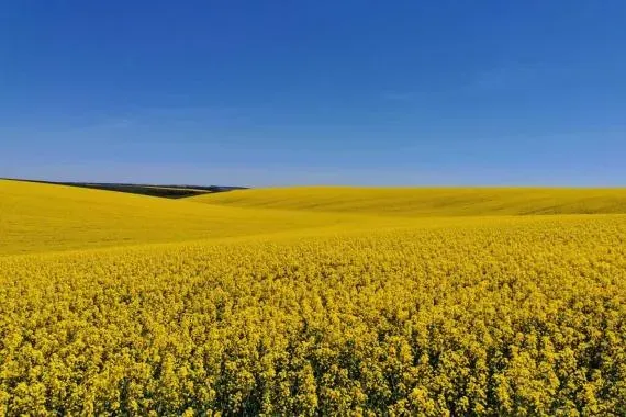 Поле рапсу під блакитним небом - НІЗЗА КЛ