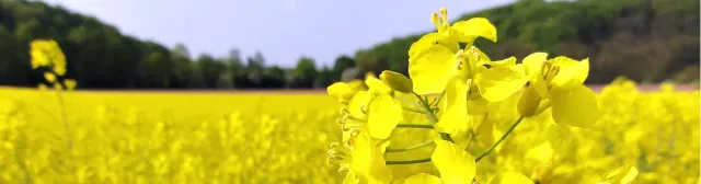 Квітуче поле ріпаку сорту Орландо