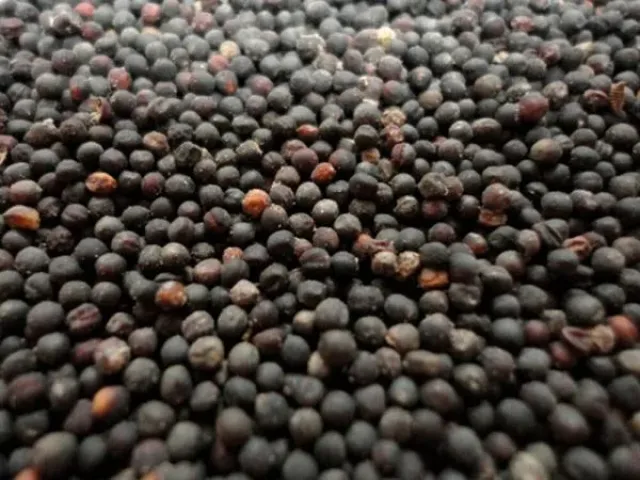 Солар КЛ