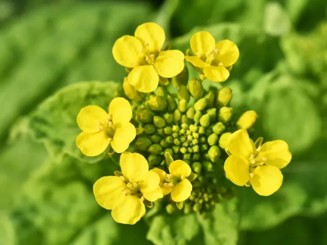 Ултімакс КЛ