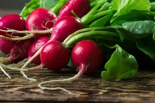 Fresh radishes with green leaves on a wooden surface - Levina