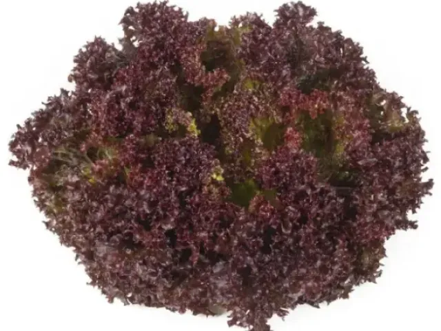 Samantine
