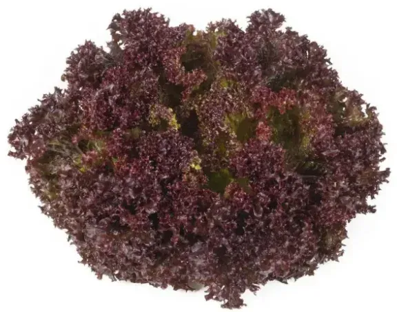 Samantine lettuce