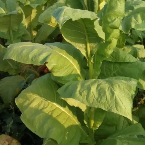 Tobacco plant in field - BERLEY 5