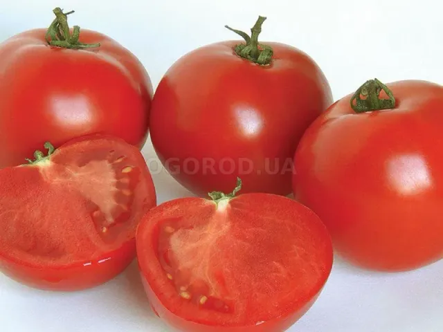 Аполлогет