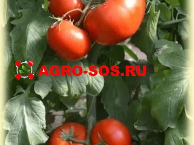 AVVAL