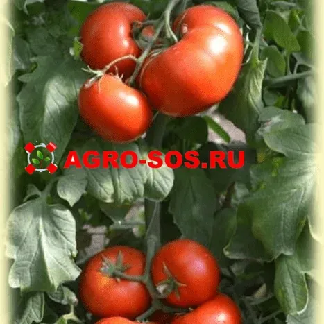 Ripe red tomatoes on a vine with AGRO-SOS.RU logo - AVVAL