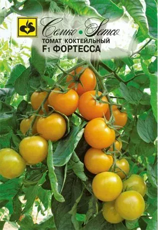 Насіння помідора сорту ФОРТЕССА на гілці з плодами - ФОРТЕСА