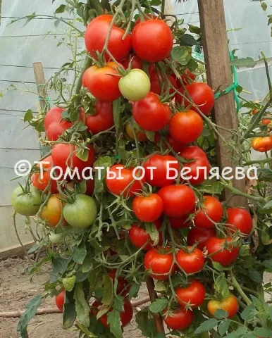 Томаты от Беляева на кусте - Гирлянда