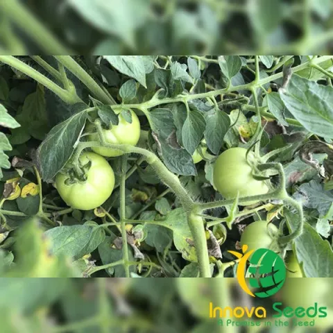 Green tomatoes on vine with Innova Seeds logo - INX 1577