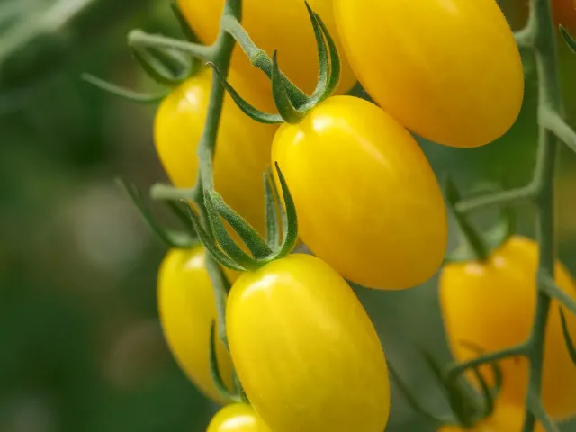 LEMONSTAR