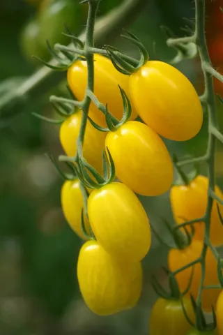 Yellow tomatoes of the LEMONSTAR variety on a vine
