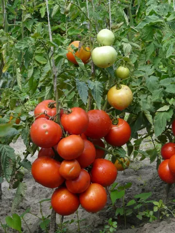 Ripe and unripe tomatoes on the vine - METELITSY