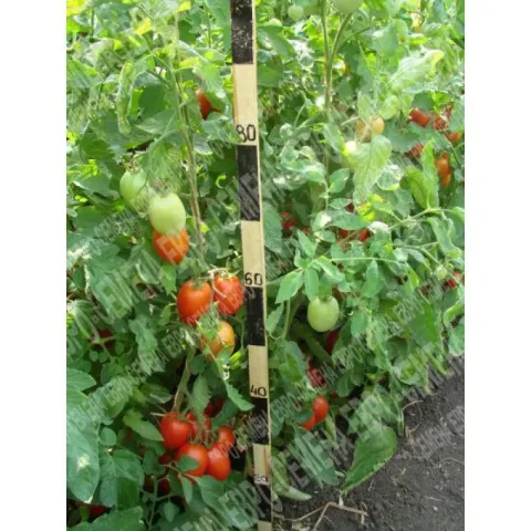 Tomatoes on a plant with a measuring ruler - MITYUNYUSHA