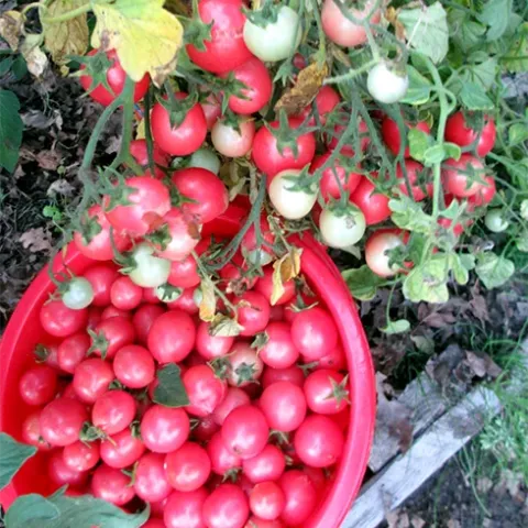 Red tomatoes of the Perlina variety in a red basket against a bush