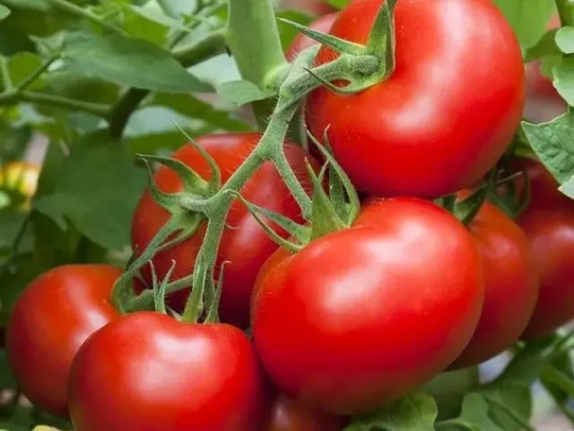 Полярник
