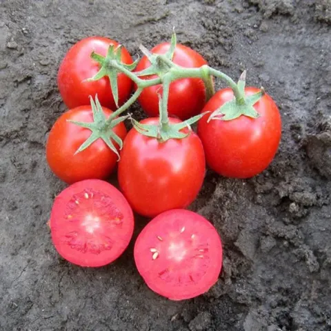 Fresh red tomatoes of the Rodion variety on soil, two sliced fruits