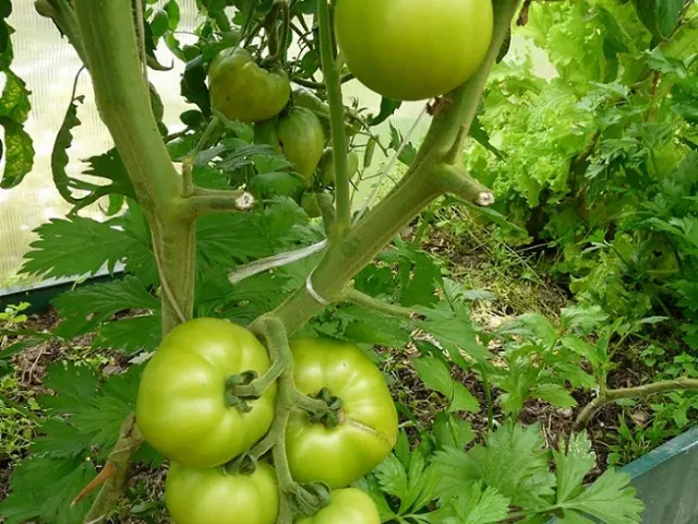 Юннат